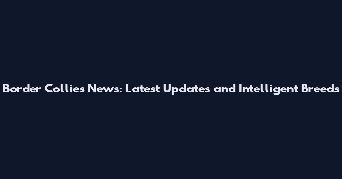 Border Collies News: Latest Updates and Intelligent Breeds