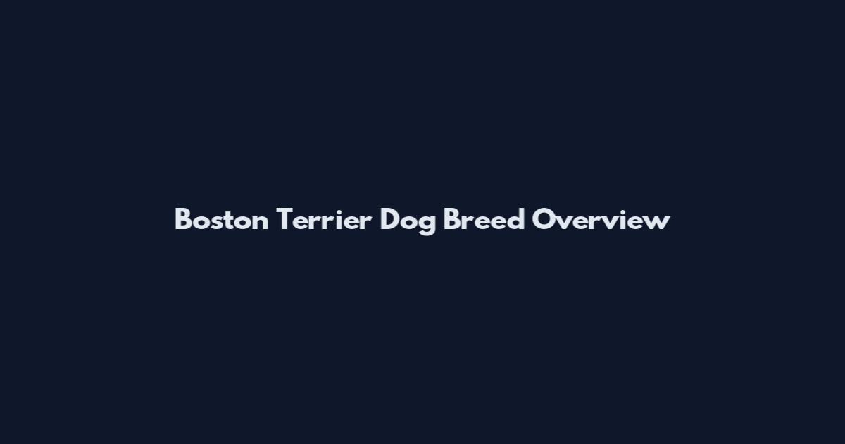 Boston Terrier Dog Breed Overview