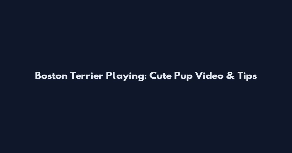 Boston Terrier Playing: Cute Pup Video & Tips