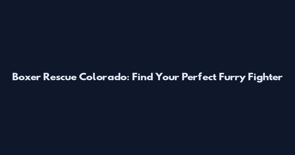 Boxer Rescue Colorado: Find Your Perfect Furry Fighter