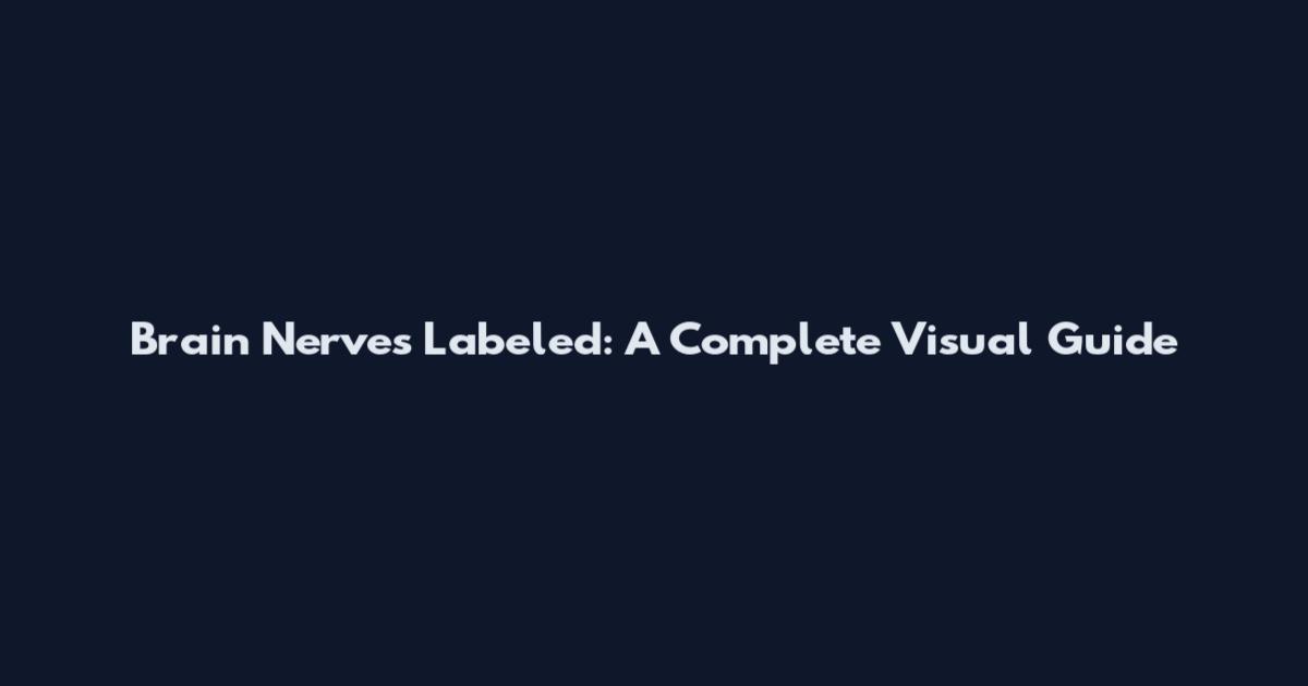 Brain Nerves Labeled: A Complete Visual Guide