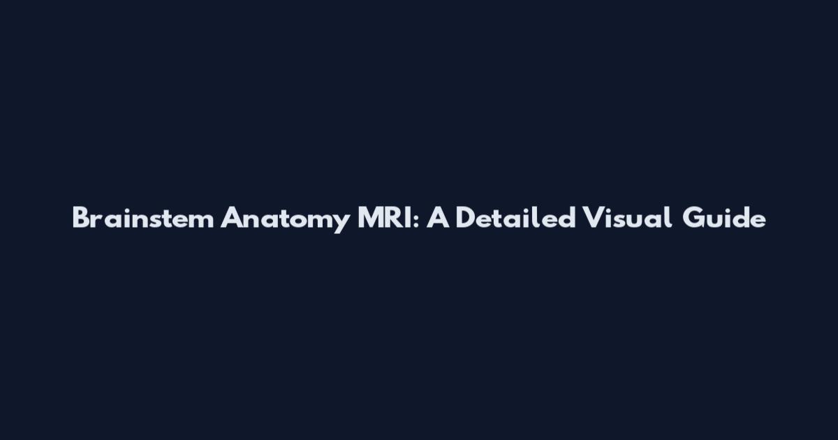 Brainstem Anatomy MRI: A Detailed Visual Guide
