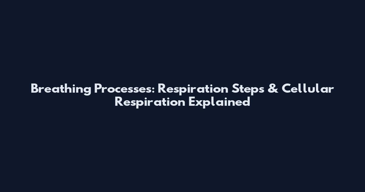 Breathing Processes: Respiration Steps & Cellular Respiration Explained