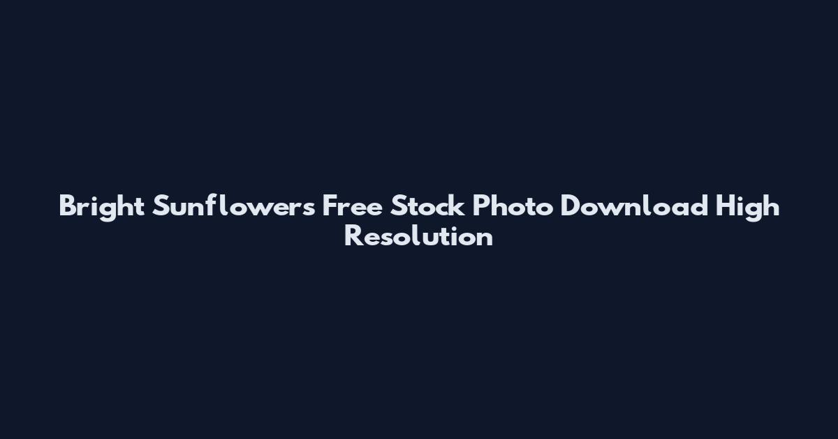 Bright Sunflowers Free Stock Photo Download High Resolution