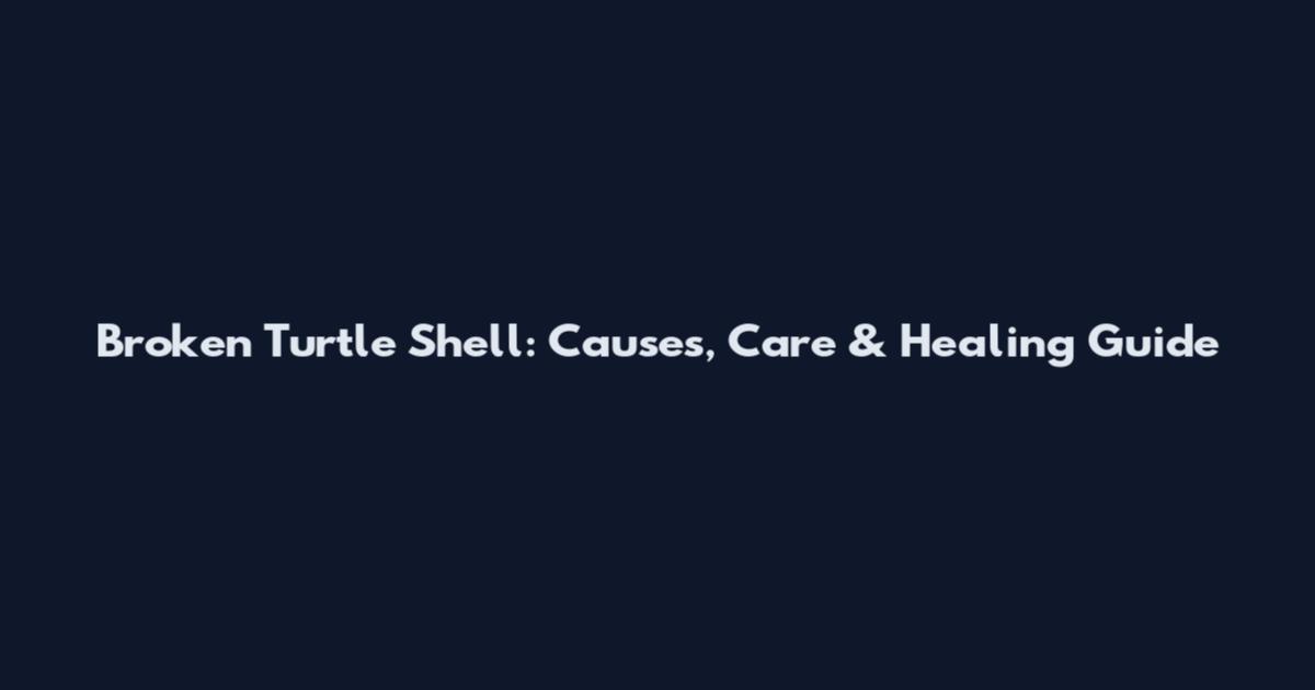Broken Turtle Shell: Causes, Care & Healing Guide