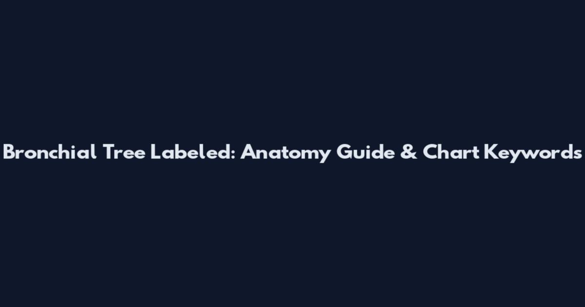 Bronchial Tree Labeled: Anatomy Guide & Chart Keywords