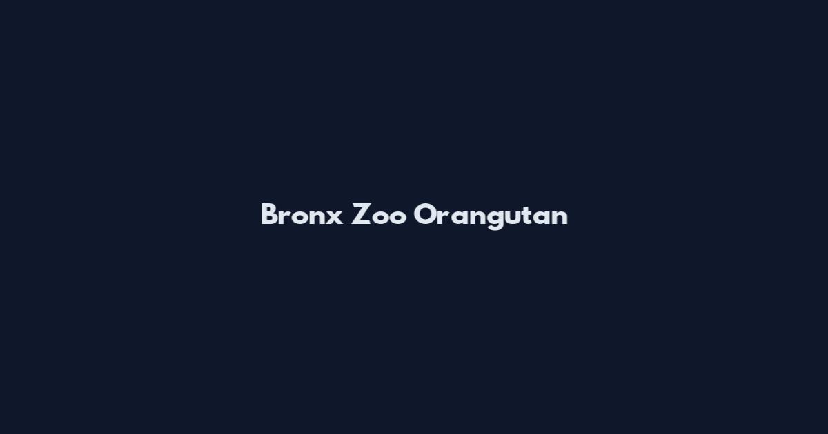 Bronx Zoo Orangutan