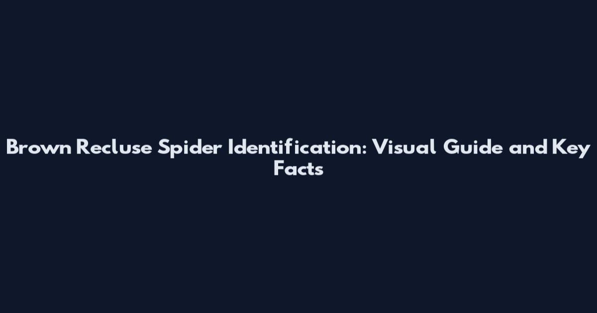 Brown Recluse Spider Identification: Visual Guide and Key Facts