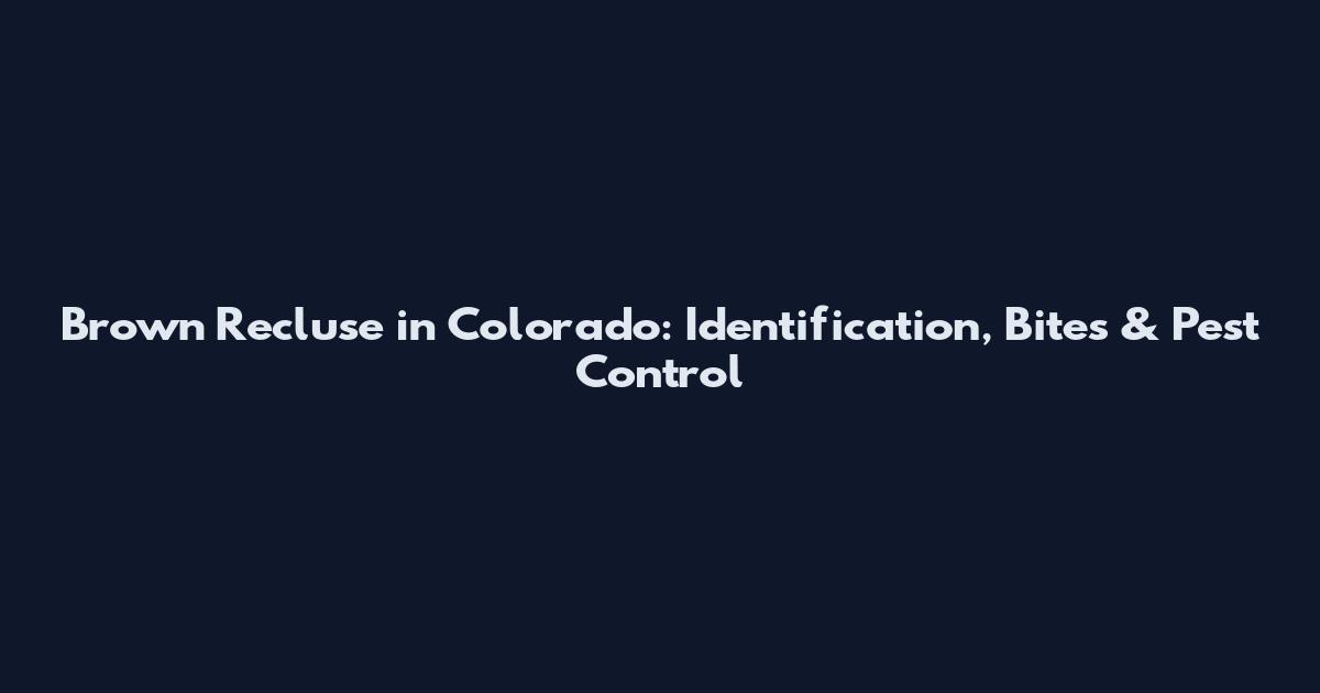 Brown Recluse in Colorado: Identification, Bites & Pest Control