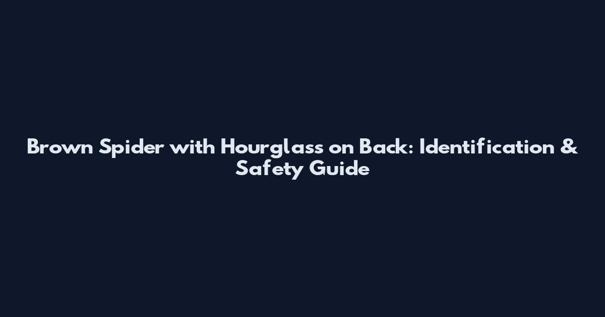 Brown Spider with Hourglass on Back: Identification & Safety Guide