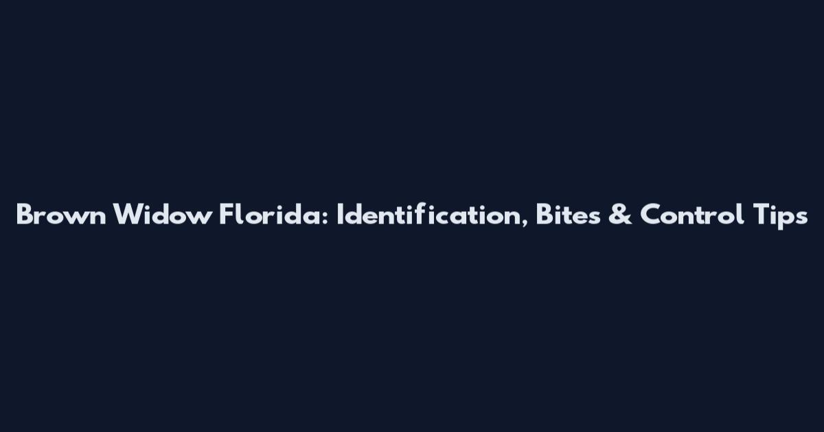 Brown Widow Florida: Identification, Bites & Control Tips