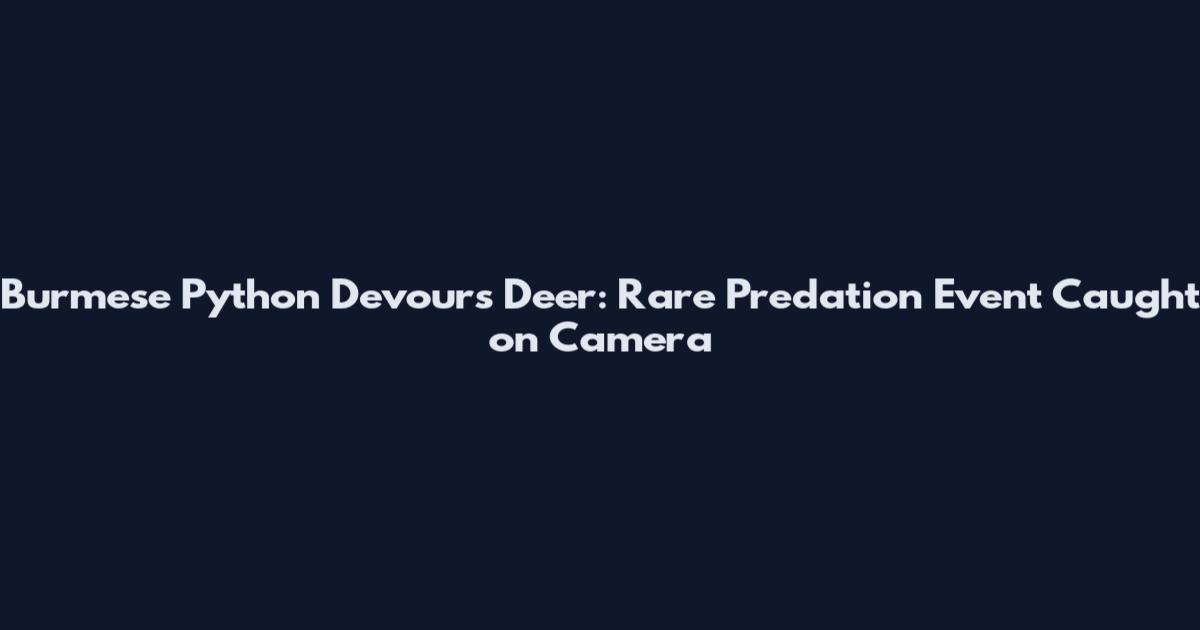 Burmese Python Devours Deer: Rare Predation Event Caught on Camera