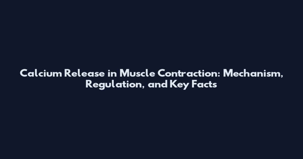 Calcium Release in Muscle Contraction: Mechanism, Regulation, and Key Facts