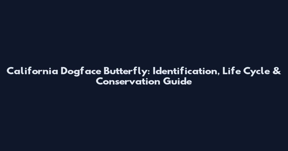 California Dogface Butterfly: Identification, Life Cycle & Conservation Guide