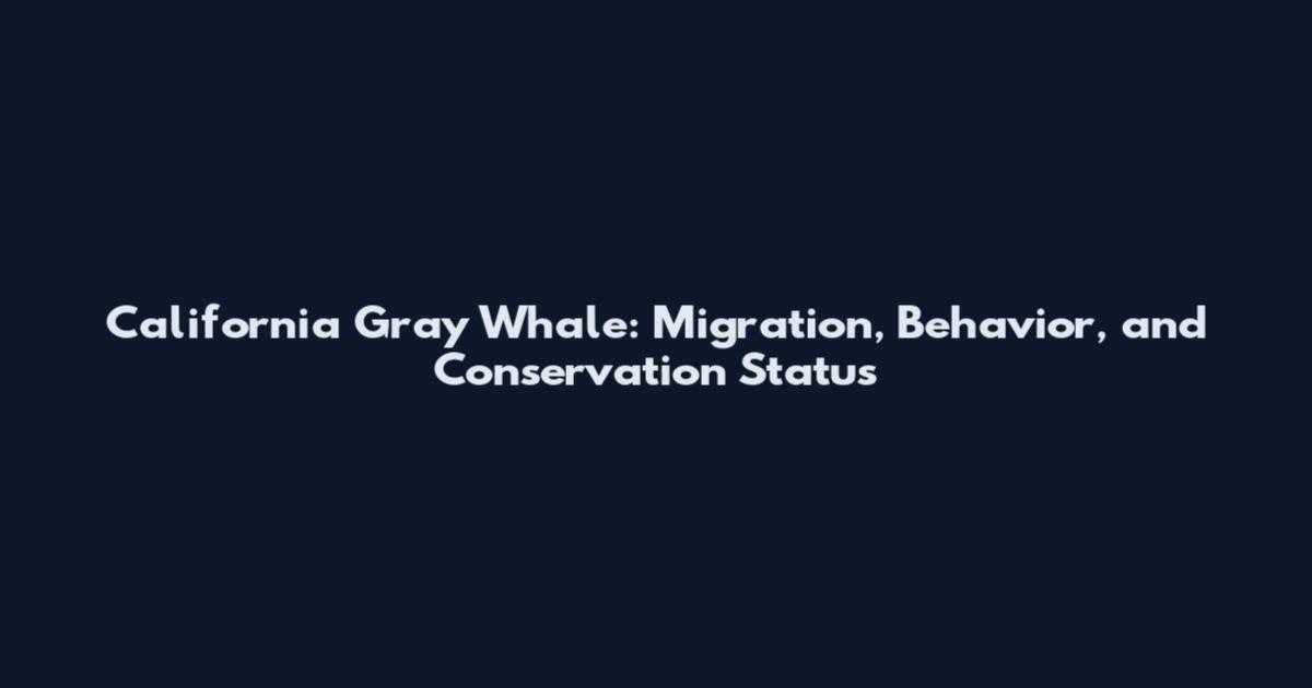 California Gray Whale: Migration, Behavior, and Conservation Status