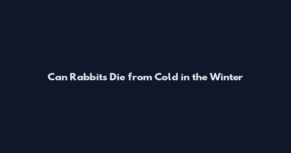Can Rabbits Die from Cold in the Winter