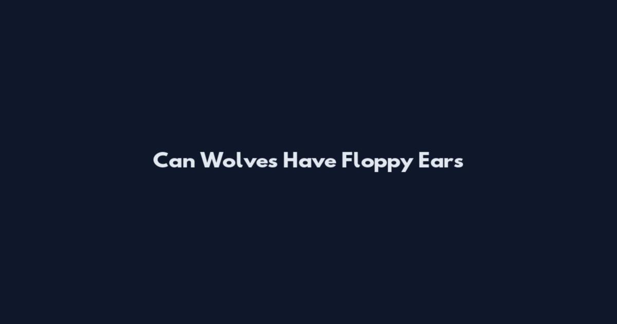 Can Wolves Have Floppy Ears