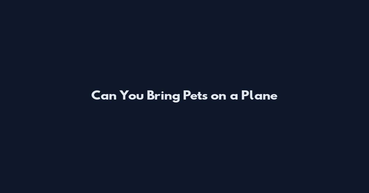 Can You Bring Pets on a Plane