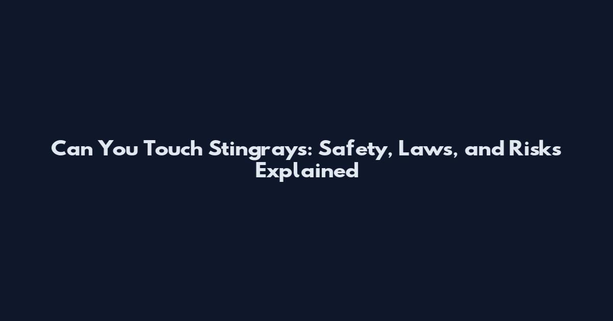 Can You Touch Stingrays: Safety, Laws, and Risks Explained