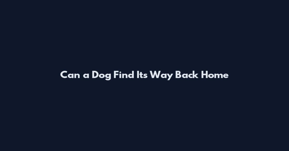Can a Dog Find Its Way Back Home