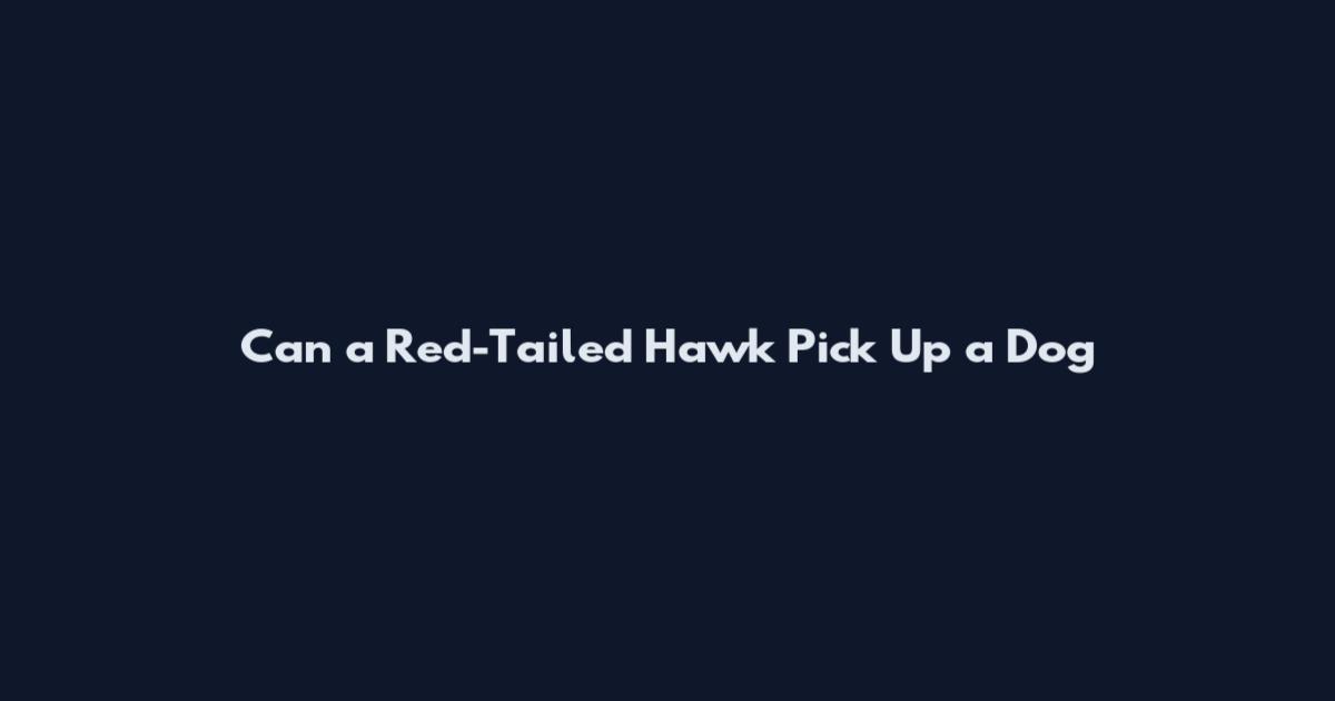 Can a Red-Tailed Hawk Pick Up a Dog