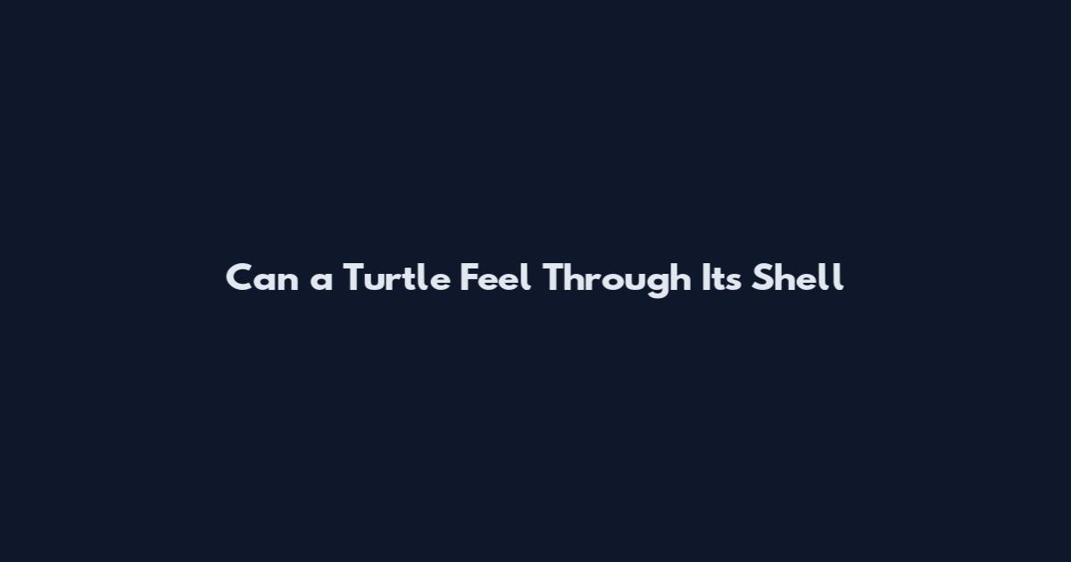 Can a Turtle Feel Through Its Shell