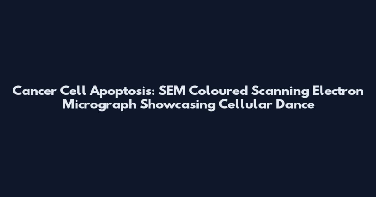 Cancer Cell Apoptosis: SEM Coloured Scanning Electron Micrograph Showcasing Cellular Dance