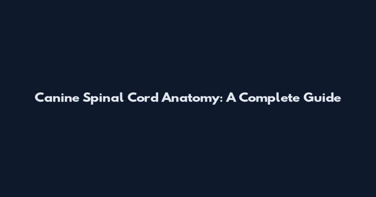 Canine Spinal Cord Anatomy: A Complete Guide