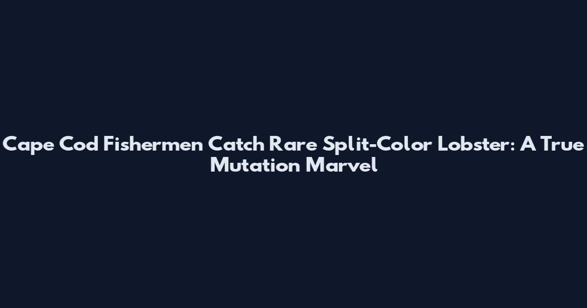 Cape Cod Fishermen Catch Rare Split-Color Lobster: A True Mutation Marvel
