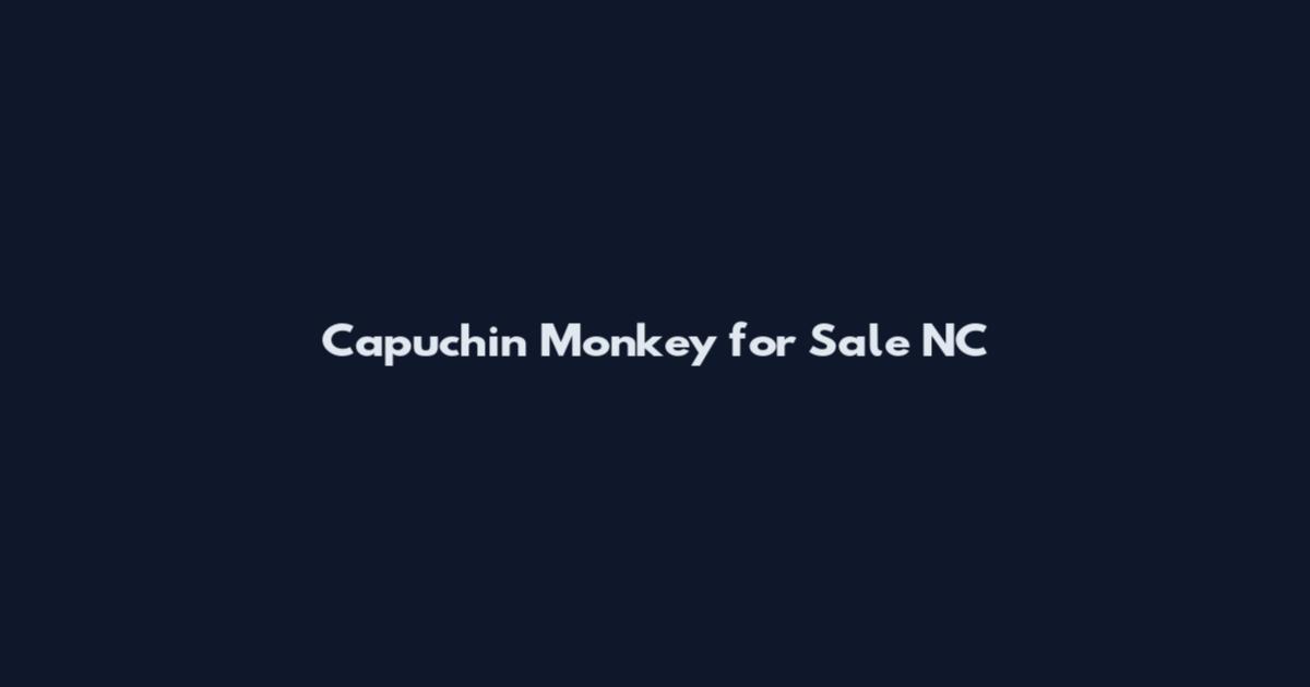 Capuchin Monkey for Sale NC
