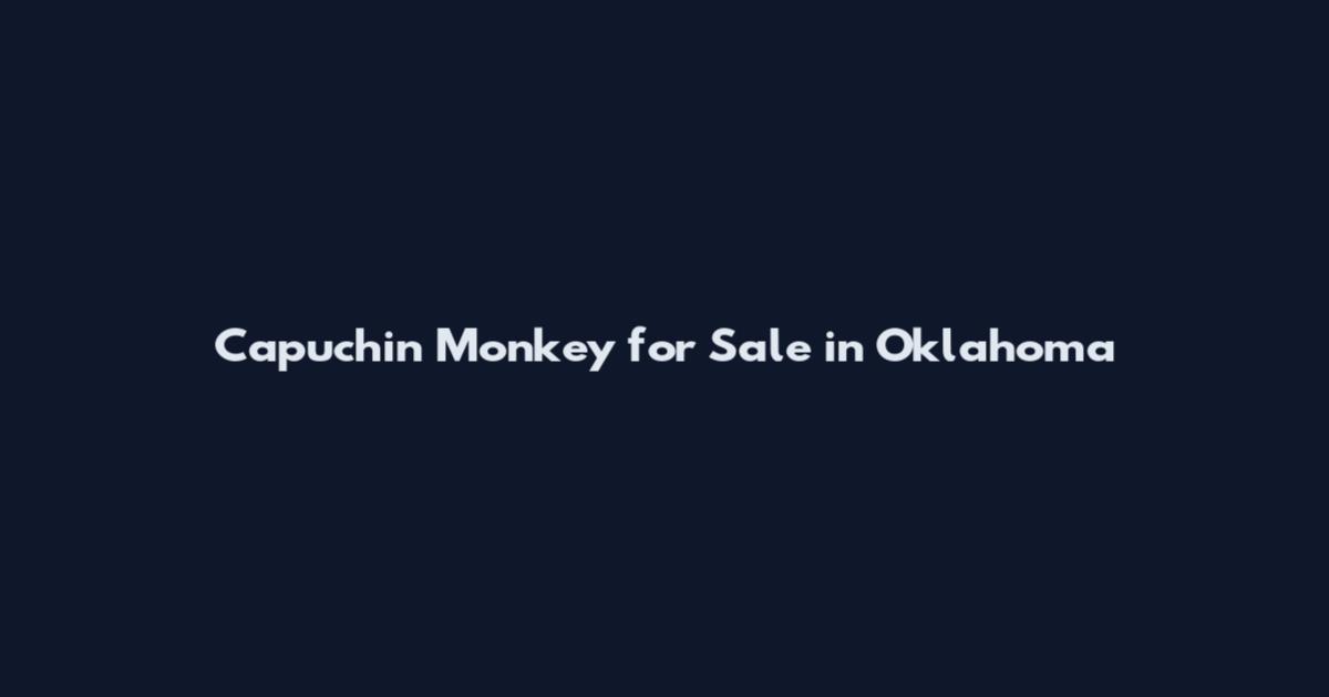 Capuchin Monkey for Sale in Oklahoma