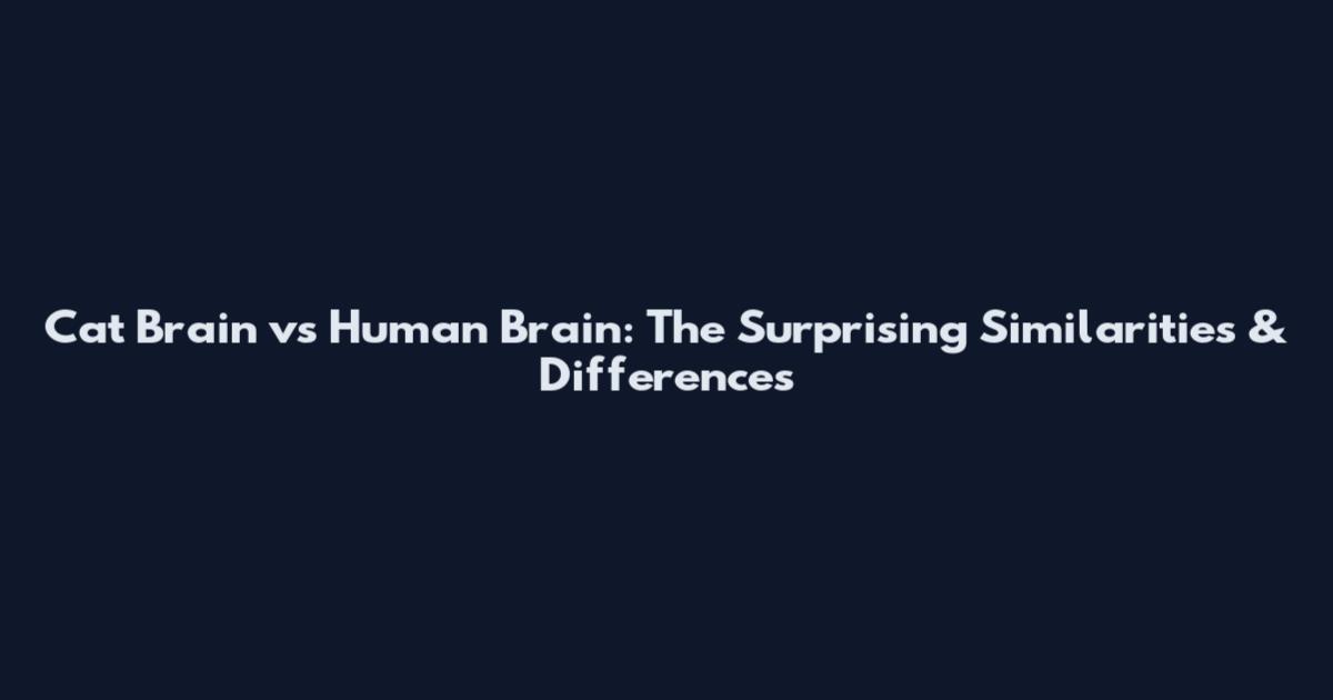 Cat Brain vs Human Brain: The Surprising Similarities & Differences