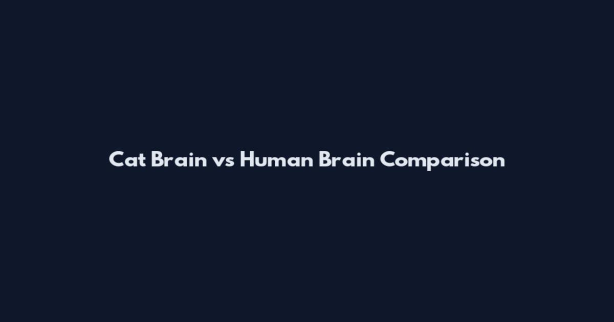 Cat Brain vs Human Brain Comparison