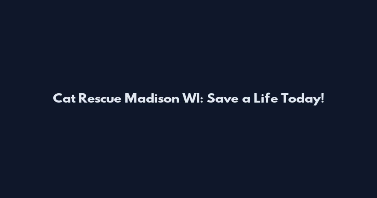 Cat Rescue Madison WI: Save a Life Today!