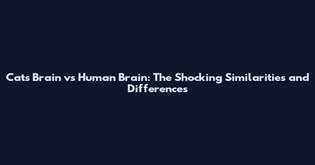 Cats Brain vs Human Brain: The Shocking Similarities and Differences