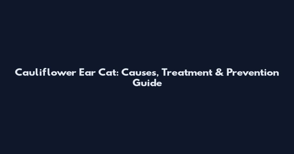 Cauliflower Ear Cat: Causes, Treatment & Prevention Guide
