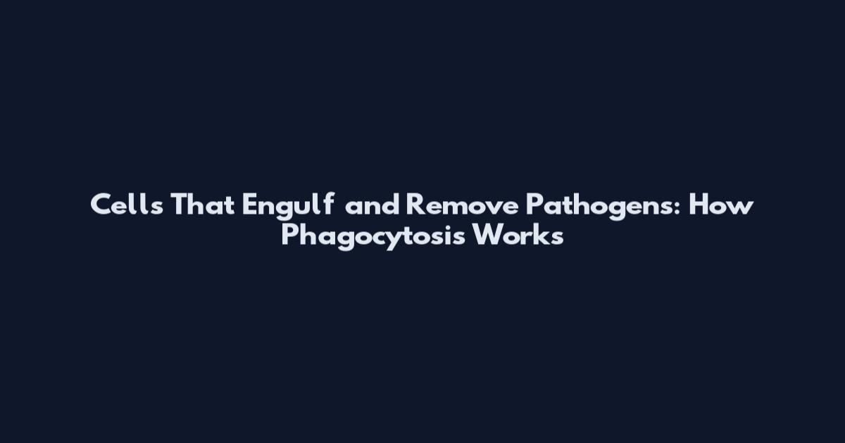 Cells That Engulf and Remove Pathogens: How Phagocytosis Works
