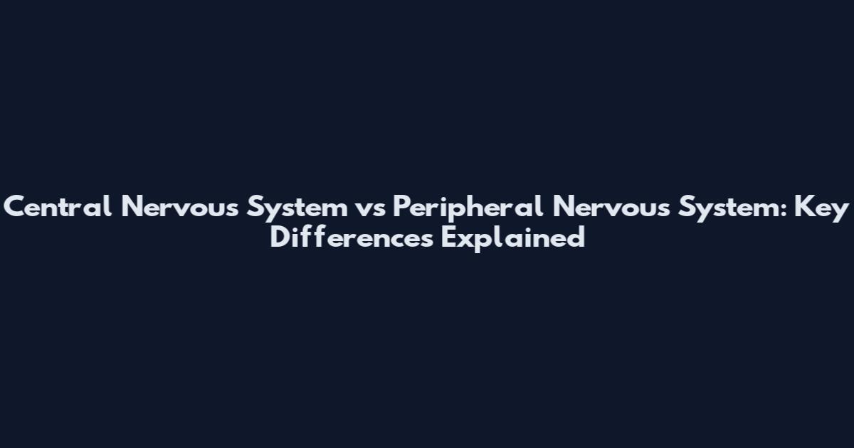 Central Nervous System vs Peripheral Nervous System: Key Differences Explained