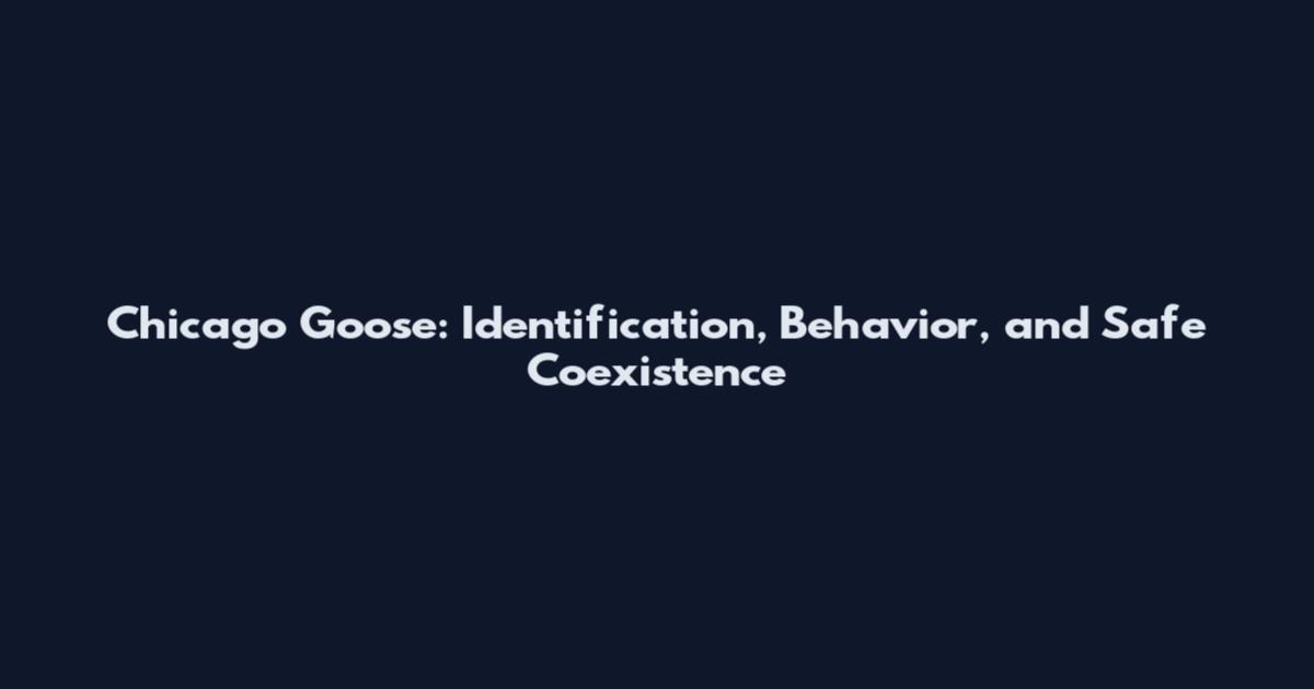 Chicago Goose: Identification, Behavior, and Safe Coexistence