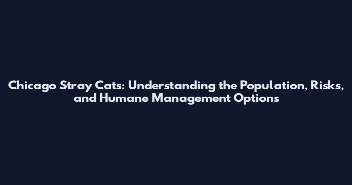 Chicago Stray Cats: Understanding the Population, Risks, and Humane Management Options