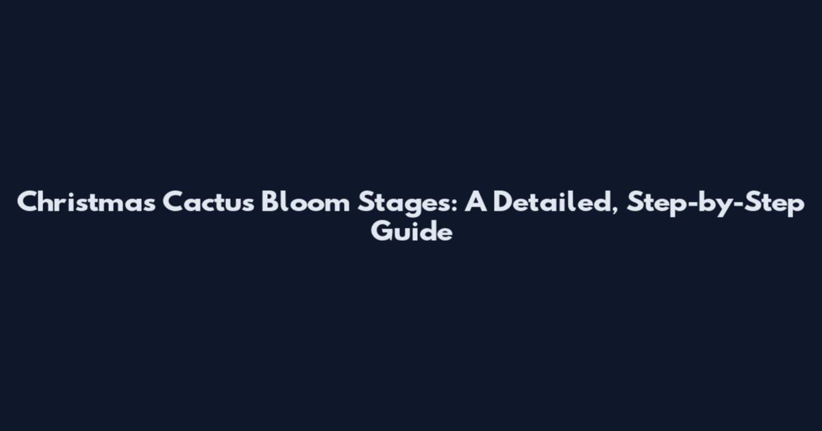 Christmas Cactus Bloom Stages: A Detailed, Step-by-Step Guide