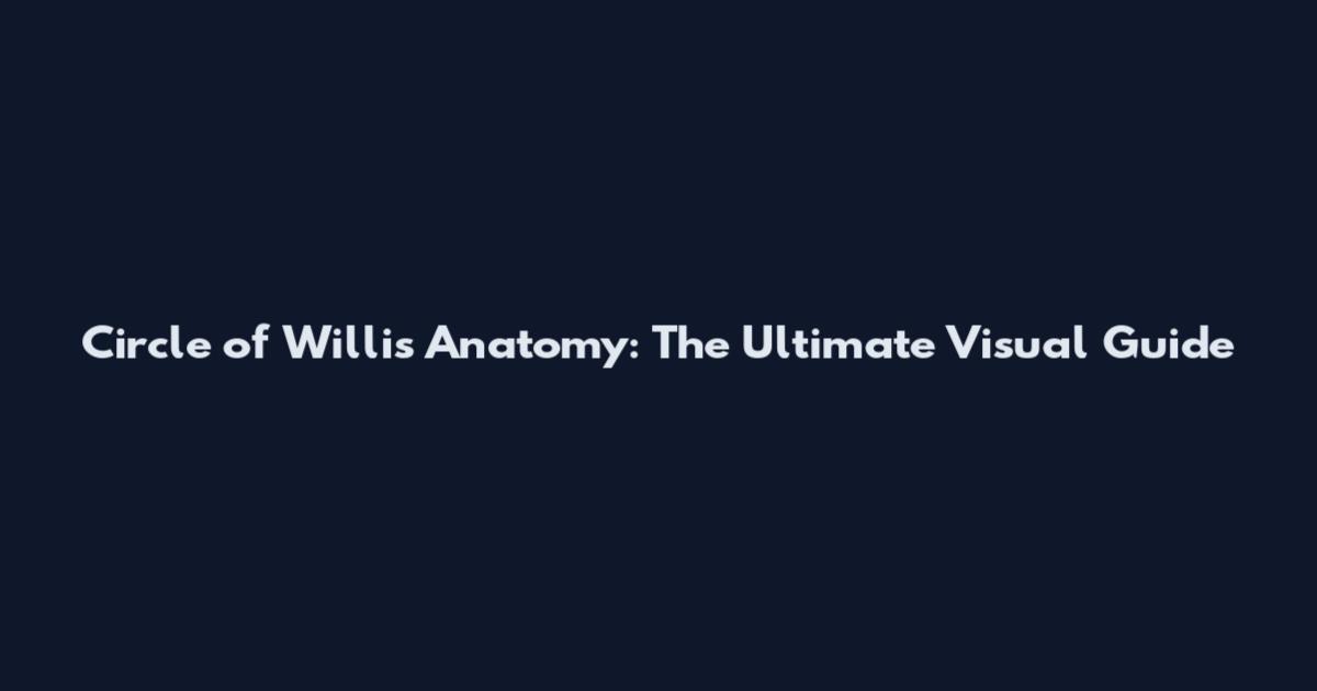 Circle of Willis Anatomy: The Ultimate Visual Guide