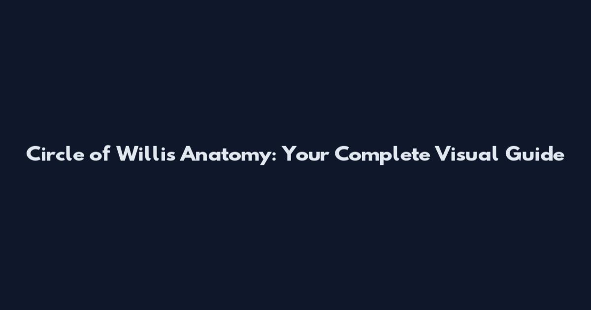 Circle of Willis Anatomy: Your Complete Visual Guide