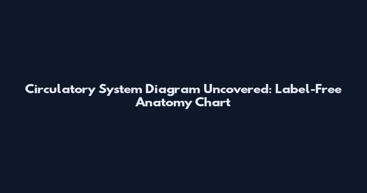 Circulatory System Diagram Uncovered: Label-Free Anatomy Chart