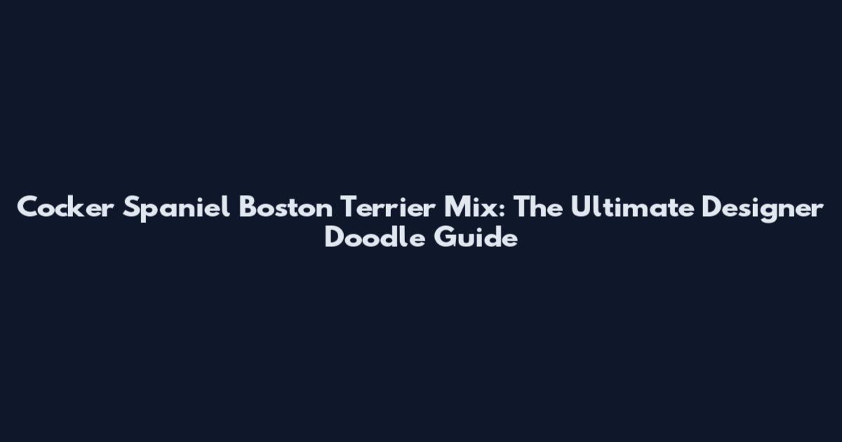 Cocker Spaniel Boston Terrier Mix: The Ultimate Designer Doodle Guide