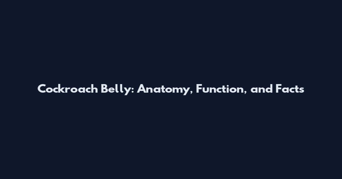 Cockroach Belly: Anatomy, Function, and Facts