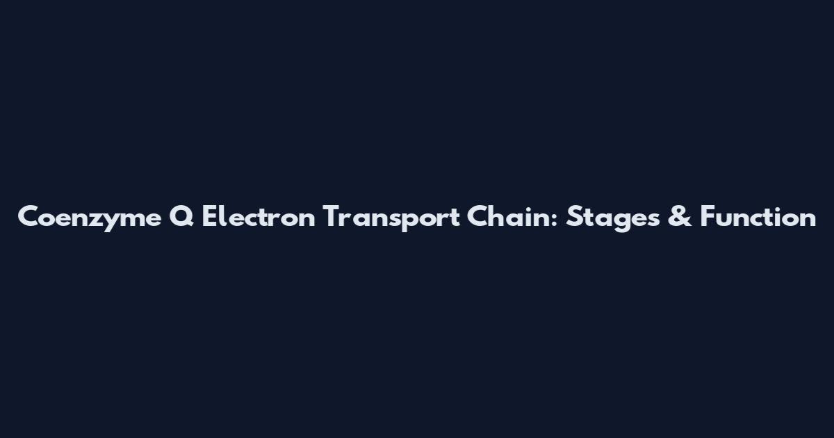 Coenzyme Q Electron Transport Chain: Stages & Function