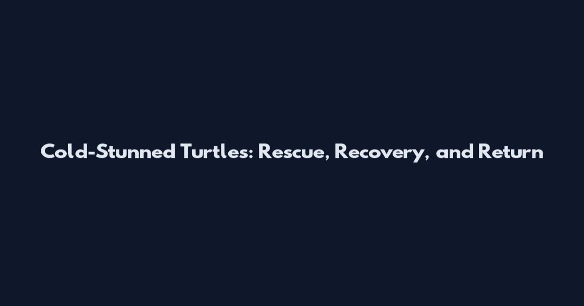 Cold-Stunned Turtles: Rescue, Recovery, and Return