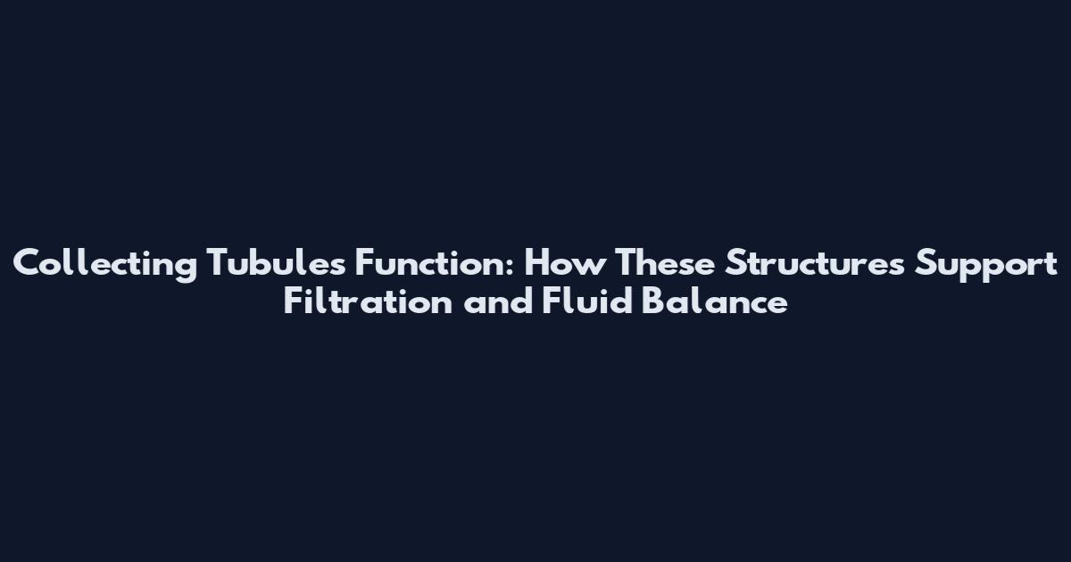 Collecting Tubules Function: How These Structures Support Filtration and Fluid Balance