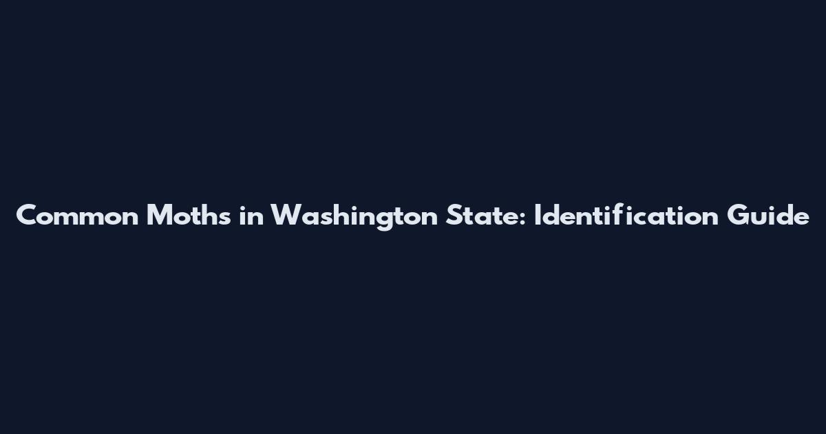 Common Moths in Washington State: Identification Guide